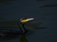 A migratory bird, the Neotropic Cormorant or Olivaceous Cormorant (Phalacrocorax brasilianus or Phalacrocorax olivaceus), searches for fish...