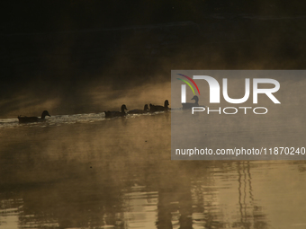 Migratory Greylag geese are seen at Taudaha Wetland Lake in Kirtipur, Kathmandu, Nepal, on December 15, 2024. Taudaha, known as the lake of...