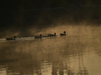 Migratory Greylag geese are seen at Taudaha Wetland Lake in Kirtipur, Kathmandu, Nepal, on December 15, 2024. Taudaha, known as the lake of...