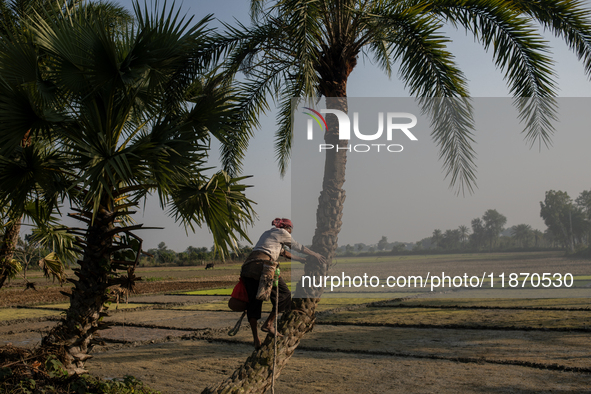 An extractor collects juice from a date palm tree in Magura, Bangladesh, on December 15, 2024. The date juice business provides economic sta...