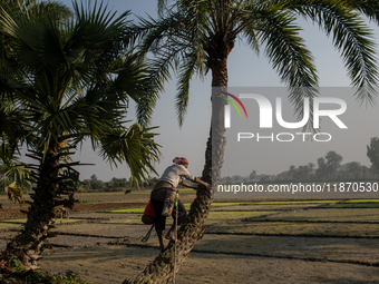 An extractor collects juice from a date palm tree in Magura, Bangladesh, on December 15, 2024. The date juice business provides economic sta...