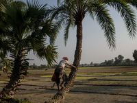 An extractor collects juice from a date palm tree in Magura, Bangladesh, on December 15, 2024. The date juice business provides economic sta...