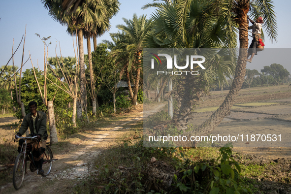 An extractor collects juice from a date palm tree in Magura, Bangladesh, on December 15, 2024. The date juice business provides economic sta...