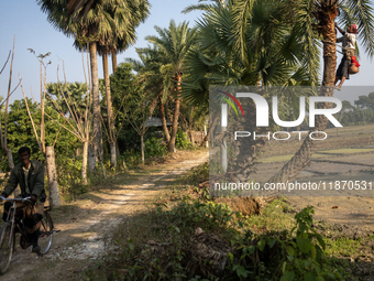 An extractor collects juice from a date palm tree in Magura, Bangladesh, on December 15, 2024. The date juice business provides economic sta...