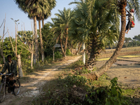 An extractor collects juice from a date palm tree in Magura, Bangladesh, on December 15, 2024. The date juice business provides economic sta...