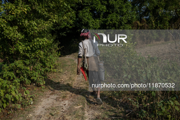 An extractor walks to collect juice from date palm trees in Magura, Bangladesh, on December 15, 2024. The winter season marks a peak time fo...