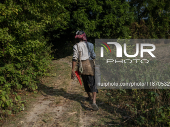 An extractor walks to collect juice from date palm trees in Magura, Bangladesh, on December 15, 2024. The winter season marks a peak time fo...