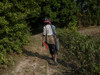 An extractor walks to collect juice from date palm trees in Magura, Bangladesh, on December 15, 2024. The winter season marks a peak time fo...