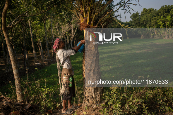 An extractor collects juice from a date palm tree in Magura, Bangladesh, on December 15, 2024. The date juice business provides economic sta...