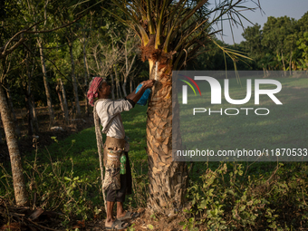 An extractor collects juice from a date palm tree in Magura, Bangladesh, on December 15, 2024. The date juice business provides economic sta...