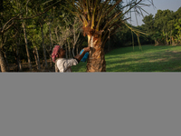 An extractor collects juice from a date palm tree in Magura, Bangladesh, on December 15, 2024. The date juice business provides economic sta...