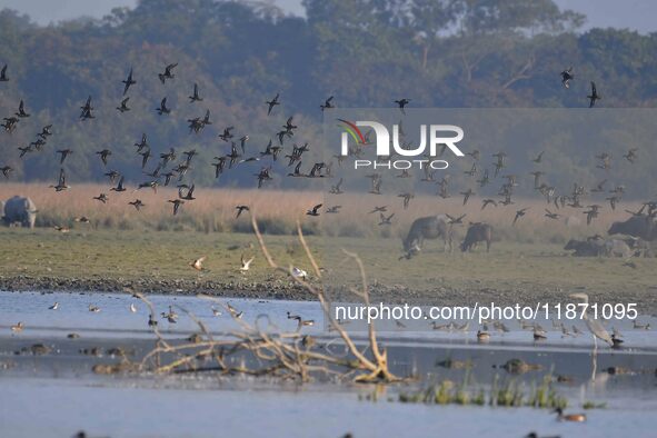 Migratory ducks fly over a wetland at the Pobitora Wildlife Sanctuary in Morigaon district, Assam, India, on December 15, 2024. 