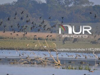 Migratory ducks fly over a wetland at the Pobitora Wildlife Sanctuary in Morigaon district, Assam, India, on December 15, 2024. (