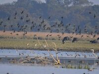 Migratory ducks fly over a wetland at the Pobitora Wildlife Sanctuary in Morigaon district, Assam, India, on December 15, 2024. (