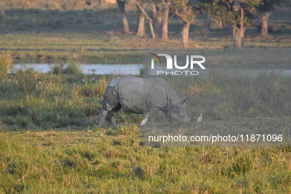 A one-horned rhino grazes at the Pobitora Wildlife Sanctuary in Morigaon District, Assam, India, on December 15, 2024. 