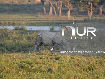 A one-horned rhino grazes at the Pobitora Wildlife Sanctuary in Morigaon District, Assam, India, on December 15, 2024. (