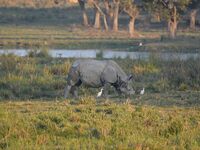 A one-horned rhino grazes at the Pobitora Wildlife Sanctuary in Morigaon District, Assam, India, on December 15, 2024. (