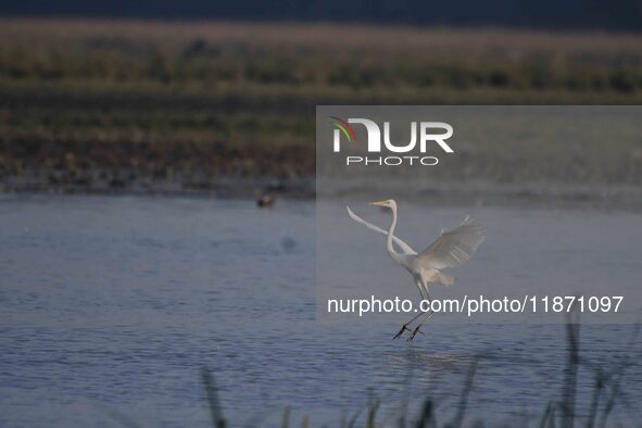 An egret searches for fish in a wetland in Pobitora Wildlife Sanctuary in Morigaon district of Assam, India, on December 15, 2024. 