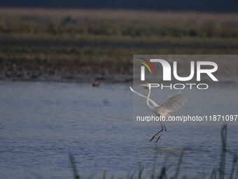 An egret searches for fish in a wetland in Pobitora Wildlife Sanctuary in Morigaon district of Assam, India, on December 15, 2024. (