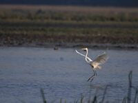 An egret searches for fish in a wetland in Pobitora Wildlife Sanctuary in Morigaon district of Assam, India, on December 15, 2024. (