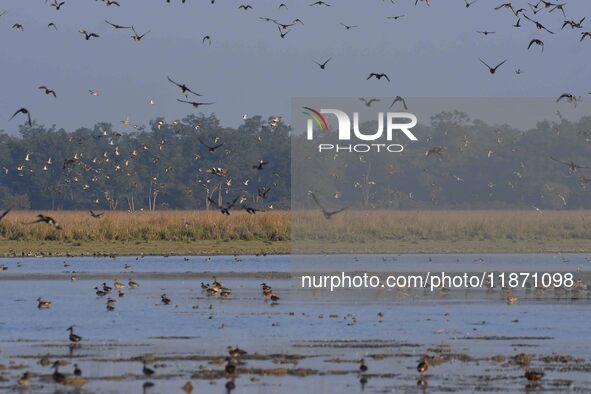 Migratory ducks fly over a wetland at the Pobitora Wildlife Sanctuary in Morigaon district, Assam, India, on December 15, 2024. 