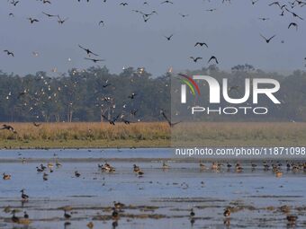 Migratory ducks fly over a wetland at the Pobitora Wildlife Sanctuary in Morigaon district, Assam, India, on December 15, 2024. (