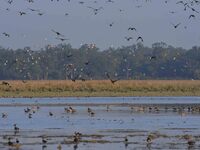 Migratory ducks fly over a wetland at the Pobitora Wildlife Sanctuary in Morigaon district, Assam, India, on December 15, 2024. (