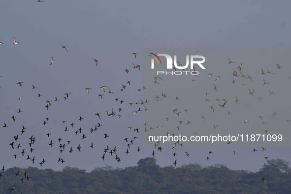 Migratory ducks fly over a wetland at the Pobitora Wildlife Sanctuary in Morigaon district, Assam, India, on December 15, 2024. 