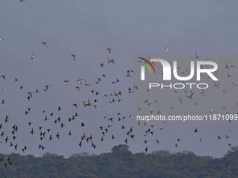 Migratory ducks fly over a wetland at the Pobitora Wildlife Sanctuary in Morigaon district, Assam, India, on December 15, 2024. (