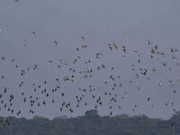 Migratory ducks fly over a wetland at the Pobitora Wildlife Sanctuary in Morigaon district, Assam, India, on December 15, 2024. (