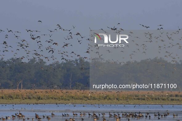 Migratory ducks fly over a wetland at the Pobitora Wildlife Sanctuary in Morigaon district, Assam, India, on December 15, 2024. 