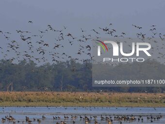 Migratory ducks fly over a wetland at the Pobitora Wildlife Sanctuary in Morigaon district, Assam, India, on December 15, 2024. (