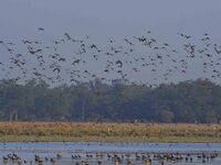 Migratory ducks fly over a wetland at the Pobitora Wildlife Sanctuary in Morigaon district, Assam, India, on December 15, 2024. (