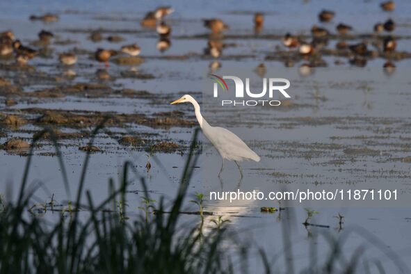 An egret searches for fish in a wetland in Pobitora Wildlife Sanctuary in Morigaon district of Assam, India, on December 15, 2024. 