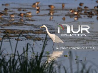 An egret searches for fish in a wetland in Pobitora Wildlife Sanctuary in Morigaon district of Assam, India, on December 15, 2024. (