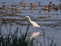 An egret searches for fish in a wetland in Pobitora Wildlife Sanctuary in Morigaon district of Assam, India, on December 15, 2024. (