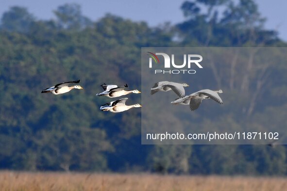 Migratory ducks fly over a wetland at the Pobitora Wildlife Sanctuary in Morigaon district, Assam, India, on December 15, 2024. 