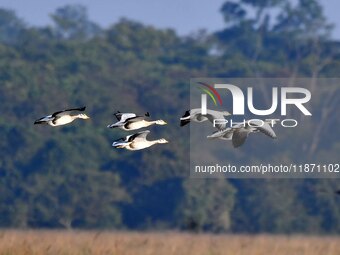 Migratory ducks fly over a wetland at the Pobitora Wildlife Sanctuary in Morigaon district, Assam, India, on December 15, 2024. (