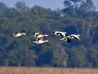 Migratory ducks fly over a wetland at the Pobitora Wildlife Sanctuary in Morigaon district, Assam, India, on December 15, 2024. (