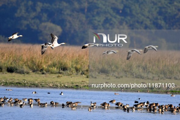 Migratory ducks fly over a wetland at the Pobitora Wildlife Sanctuary in Morigaon district, Assam, India, on December 15, 2024. 