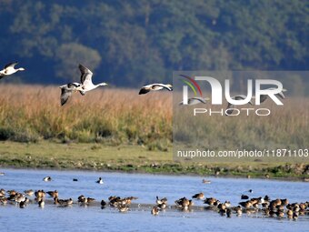 Migratory ducks fly over a wetland at the Pobitora Wildlife Sanctuary in Morigaon district, Assam, India, on December 15, 2024. (