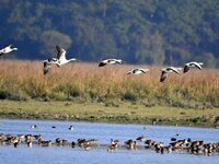 Migratory ducks fly over a wetland at the Pobitora Wildlife Sanctuary in Morigaon district, Assam, India, on December 15, 2024. (