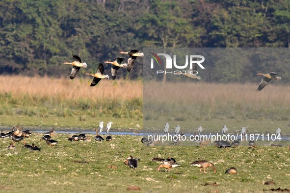 Migratory ducks fly over a wetland at the Pobitora Wildlife Sanctuary in Morigaon district, Assam, India, on December 15, 2024. 