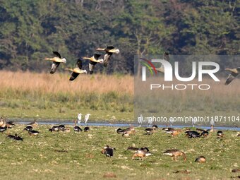 Migratory ducks fly over a wetland at the Pobitora Wildlife Sanctuary in Morigaon district, Assam, India, on December 15, 2024. (