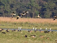 Migratory ducks fly over a wetland at the Pobitora Wildlife Sanctuary in Morigaon district, Assam, India, on December 15, 2024. (