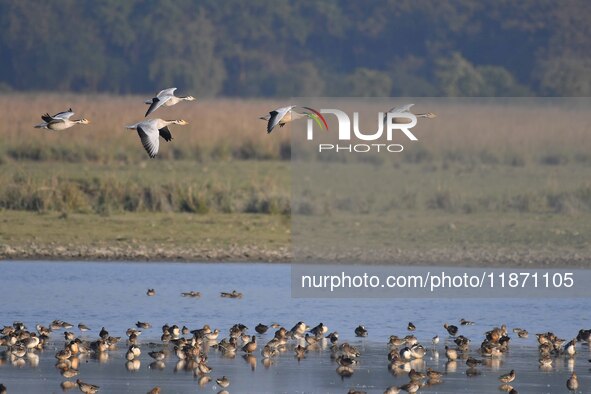 Migratory ducks fly over a wetland at the Pobitora Wildlife Sanctuary in Morigaon district, Assam, India, on December 15, 2024. 