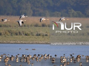 Migratory ducks fly over a wetland at the Pobitora Wildlife Sanctuary in Morigaon district, Assam, India, on December 15, 2024. (