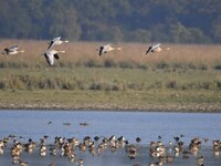 Migratory ducks fly over a wetland at the Pobitora Wildlife Sanctuary in Morigaon district, Assam, India, on December 15, 2024. (