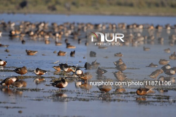 Migratory birds are seen at the Pobitora Wildlife Sanctuary in Morigaon District, Assam, India, on December 15, 2024. 