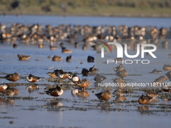 Migratory birds are seen at the Pobitora Wildlife Sanctuary in Morigaon District, Assam, India, on December 15, 2024. (